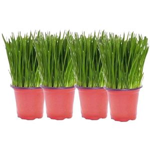 Plantas de hierba para gatos en maceta, listas para comer, ya cultivadas, cultivadas en suelo de trigo, suelo nutritivo, hidroponía, 4 macetas - Product Image 1