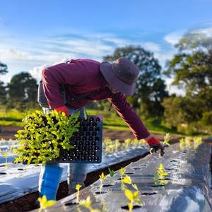 Película de Acolchado Agrícola, Película de Plástico para Acolchado Hecha de LLDPE/LDPE, Mejora la Retención de Humedad y el Control de Macetas. - Product Image 4