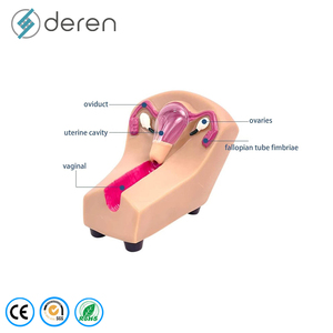 Modelo de Enseñanza de Dispositivo Anticonceptivo Intrauterino Femenino, Órganos Removibles de PVC, Marca DRFY, Herramienta de Aprendizaje y Exhibición - Product Image 4