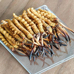 Bulk Pure Melhor <span class=keywords><strong>Cordyceps</strong></span> Militaris <span class=keywords><strong>Tibet</strong></span> <span class=keywords><strong>Cordyceps</strong></span> <span class=keywords><strong>Sinensis</strong></span> Medicina Chinesa <span class=keywords><strong>Cordyceps</strong></span> <span class=keywords><strong>Sinensis</strong></span> Seco - Product Image 4