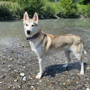 Personalized Cute Heart Designer <strong>2</strong> <strong>Inch</strong> Wide Dog Collar Custom Wholesale Customizable Heavy Duty Logo Dog Collar Adjustable - Product Image 4