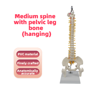 Modèle de colonne vertébrale de taille moyenne avec os du bassin et des jambes (type suspendu)-Outil d'enseignement médical - Product Image 2