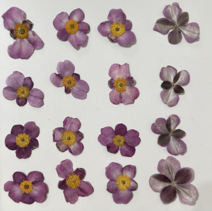 Uva selvagem folha anêmona pressionada flor - Product Image 1