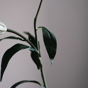 Haute qualité Real Touch fleurs artificielles <span class=keywords><strong>Alstroemeria</strong></span> fleurs de lys blanc mariage romantique et décoration de la maison - Product Image 4