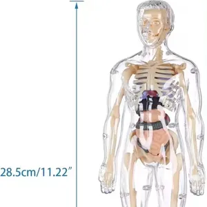 骨架模型学习工具学前和学校医学教育展示