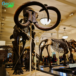 Réplica de esqueleto de mamut de tamaño real fósil de museo a la venta - Product Image 2