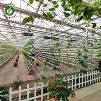 Serres agricoles en verre à travées multiples équipées d'un système de culture hydroponique NFT Farm Hydroponic System