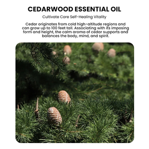 Custom Cedarwood Essential Oil for Body Massage Skin Purification Hair Care Stress Relief Aroma Oil <b>Sweet</b> Odor Made in China - Product Image 3