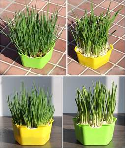 Nampan penumbuh Wheatgrass sehat, Sprouter biji bebas tanah kapasitas besar PP dengan tutup dapat digunakan kembali - Product Image 6