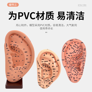 Modelo ultraclaro de meridianos y puntos de acupuntura para el cuerpo humano, modelo de puntos de acupuntura para la oreja, molde de oreja de 16 cm - Product Image 5