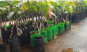 Bolsa de Cultivo Negra de Polietileno Transpirable, Duradera y Reutilizable de 18 Galones con Orificios de Drenaje para Plantas de Semillero, Jardinería y Viveros - Product Image 4