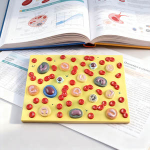 생물학 교육 모델 의료 인간 혈액 세포 배율 모델 - Product Image 4