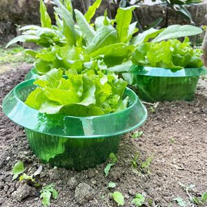 Cloche de <span class=keywords><strong>protection</strong></span> réutilisable pour plantes, couvercle en dôme transparent en PP pour jardin potager, anti-<span class=keywords><strong>oiseaux</strong></span>, anti-limaces, prêt à être expédié - Product Image 2