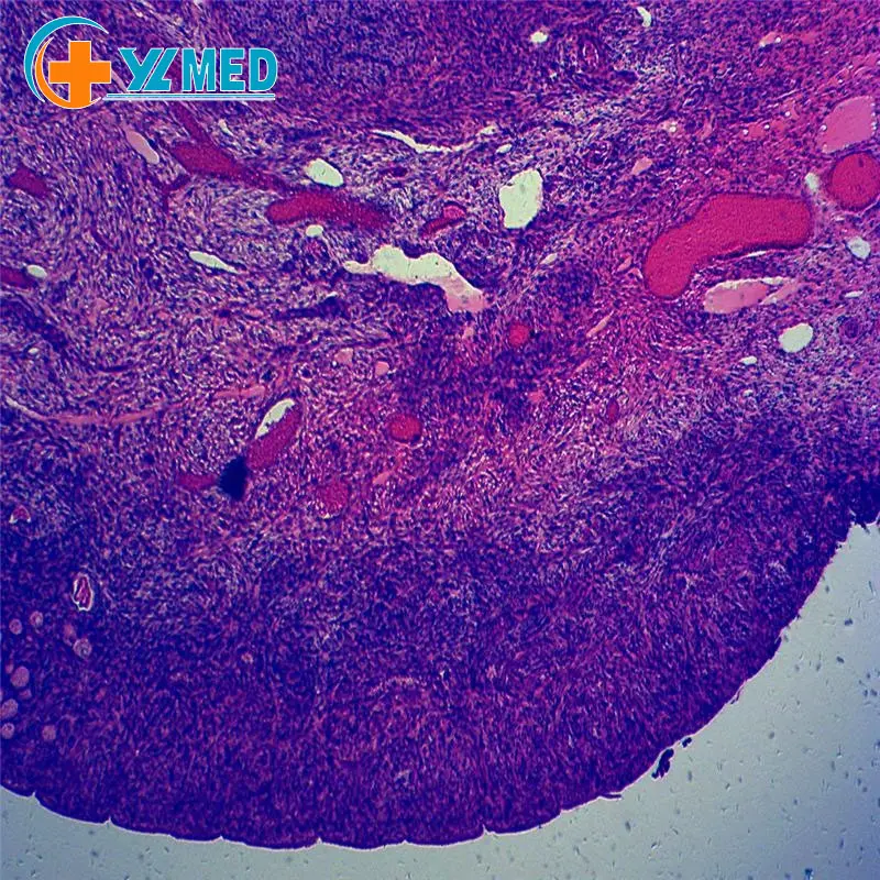 Biologia alta qualidade e melhor preço histologia preparado microscópio deslizantes oviduct de coelho t.s. histologia deslizantes preparados