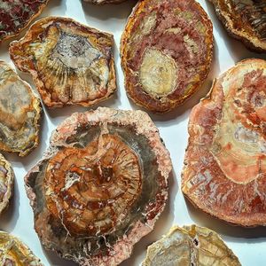 Nouvelle Tendance : Sous-verres en bois pétrifié de taille irrégulière, pierres naturelles et cristaux pour l'artisanat en cristal - Product Image 4