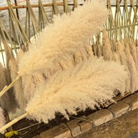 Grosir 2026 Produk Baru Terlaris Rumput Pampas Besar Kering untuk Latar Belakang Pernikahan Dekorasi Rumah Gaya Boho
