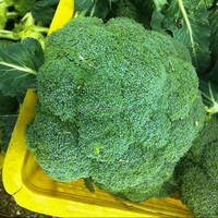 IQF fiori di Broccoli congelati all'ingrosso di qualità Premium verdure surgelate origine cina