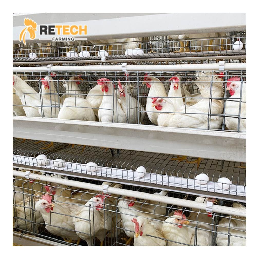 hen house for 1000 chickens