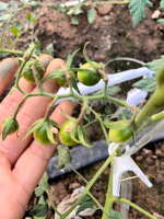 Clip de suspension à ressort en plastique pour soutien des concombres, outil de croissance verticale des vigne, clips de fixation des feuilles pour plantes grimpantes