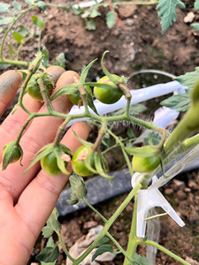 Clip de suspension à ressort en plastique pour soutien des concombres, outil de croissance verticale des vigne, clips de fixation des feuilles pour plantes grimpantes - Product Image 2