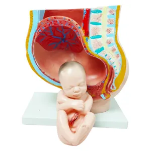 의료 교육 플라스틱 해부학 생식기 PVC 4 부분 인간 임신 3 개월 여성 골반 섹션 모델 유아와 함께