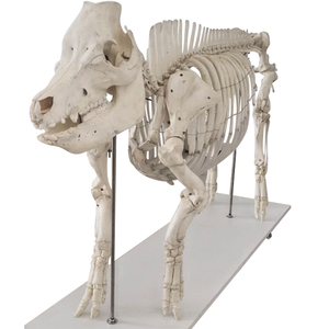 Modelo de <span class=keywords><strong>esqueleto</strong></span> de <span class=keywords><strong>cerdo</strong></span> Modelo anatómico animal Modelo de <span class=keywords><strong>esqueleto</strong></span> animal de tamaño natural - Product Image 6