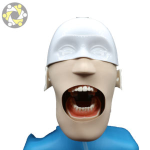 Simulatore di addestramento dentale per l'educazione medica, modello avanzato di pratica per l'insegnamento dei denti della testa e della spalla umana - Product Image 2