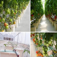 Petit système hydroponique agricole de qualité alimentaire pour la plantation de tomates et de poivrons Méthode hollandaise du baril