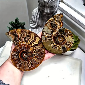 Rodajas de Fósiles de Caracol Naturales de Alta Calidad para Curación y Protección, Disponibles en Almacén de EE. UU., Entrega en 3 Días - Product Image 3