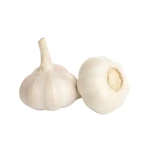 Chinese Fresh Garlic Suppliers Hot Market Price 5.5Cm 250G/500G/Bag Of White Garlic