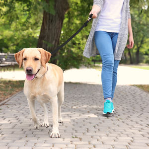 Hanyang-Correa multifuncional para perro, correa de entrenamiento personalizada para perro, impermeable, de pvc, OEM, venta al por mayor, manos libres - Product Image 6