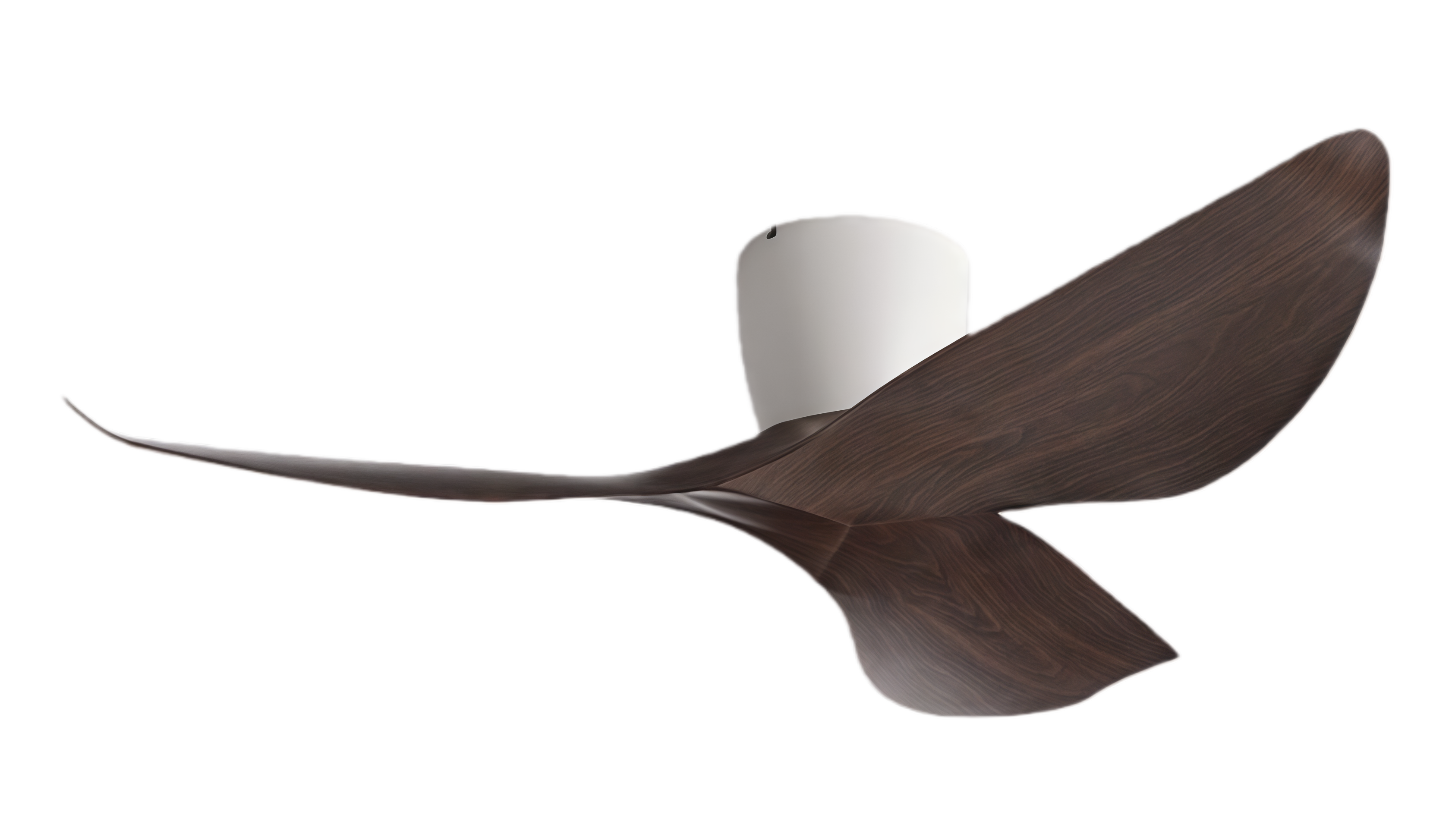 White Walnut