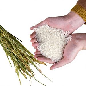 Riz Jasmin Blanc Frais du Vietnam, Grains Longs, Riz Japonica, Récolte 2024, Texture Dure 4-6mm, Stockage Vilaconique |   Récolte 2024 |   OO825431311 - Product Image 1