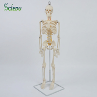 Modelo de esqueleto humano SCIEDU de 85 cm, modelo de huesos anatómicos flexibles para colgar, para la enseñanza y formación en anatomía médica.