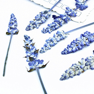 12 Uds. De <span class=keywords><strong>flores</strong></span> reales prensadas en seco, lavanda Natural, <span class=keywords><strong>flores</strong></span> <span class=keywords><strong>silvestres</strong></span> secas conservadas, <span class=keywords><strong>flores</strong></span> planas, marcapáginas, cúpula de cristal, relleno de resina - Product Image 2