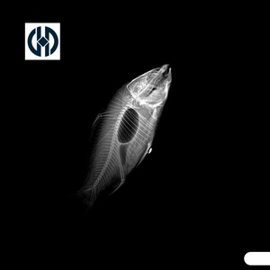 Sistema de Radiografía Digital de Rayos X para Animales, Compatible con <span class=keywords><strong>DICOM</strong></span>/PACS, para Integración de Datos en Clínicas - Product Image 5