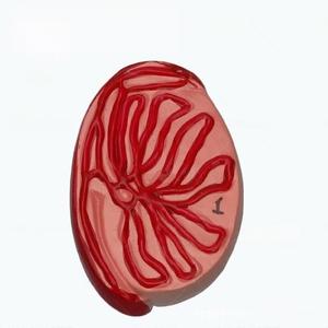 Modelo Educacional de Anatomia Genital Masculina para Educação Médica e Ciências Reprodutivas - Product Image 3