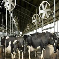Estructura de acero para ganado, granja de ovejas, cobertizo de cabra/ganado, construcción de cobertizo, 2022