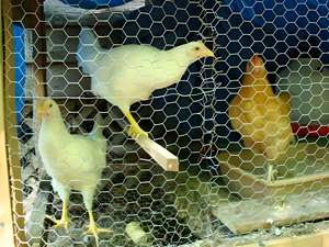 Vente chaude Rouleaux de grillage <span class=keywords><strong>hexagonal</strong></span> en fil de fer galvanisé et revêtu de PVC, résistant à la pourriture, pour poulaillers, cages à volaille et aménagement paysager pour lapins - Product Image 4