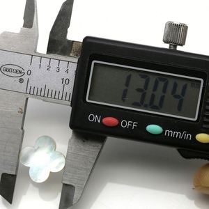 หอยใบโคลเวอร์สี่แฉกเปลือกหอยสีขาว - Product Image 5