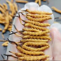Cordyceps Sinensis Seco (Dong Chong Xia Cao) en Frasco, 3000 Piezas