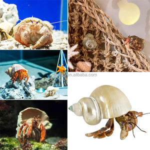 <span class=keywords><strong>Aquarium</strong></span> Decoratieve Materialen Natuurlijk <span class=keywords><strong>Aquarium</strong></span> Microlandschap Heremiet Krab Schelp Schelp Zeeschelpen Zeeschelp - Product Image 5