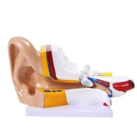 Modèle d'anatomie de l'oreille TIANLIAN en PET pour la formation médicale, structure externe/moyenne/interne de l'oreille