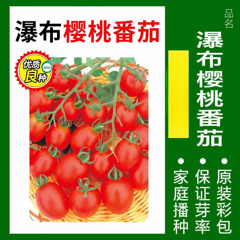 2# มะเขือเทศเชอร์รี่ 50 เม็ด