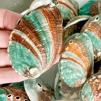 15 coquilles d'ormeau grandes de 2''-3'' en gros, couleur sauge, coquilles d'ormeau brûlées