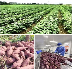 ผงมันฝรั่งรสหวานสีม่วงสดสำหรับสุขภาพ - Product Image 3