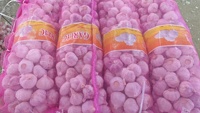 Verse pure witte knoflook groenten groothandelsprijs Optimum merk gaas zakken Top kwaliteit nieuwste oogst geëxporteerd Shandong China