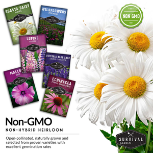 Shasta Daisy Echinacea Russell Lupin Rose Mauve Bleu Sauge <span class=keywords><strong>Vivace</strong></span> Mélange de Fleurs Sauvages pour Jardins Semences de Fleurs <span class=keywords><strong>en</strong></span> <span class=keywords><strong>Pot</strong></span> - Product Image 3