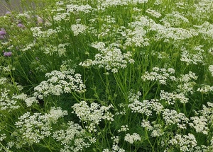 <span class=keywords><strong>Olio</strong></span> Essenziale <span class=keywords><strong>di</strong></span> Cumino (<span class=keywords><strong>Nigella</strong></span> <span class=keywords><strong>Sativa</strong></span>) 100% Spremuto a Freddo, Fornitura dalla Cina, Produttore <span class=keywords><strong>di</strong></span> <span class=keywords><strong>Olio</strong></span> <span class=keywords><strong>di</strong></span> Cumino, Vendita all'Ingrosso <span class=keywords><strong>di</strong></span> Semi <span class=keywords><strong>di</strong></span> Cumino, CAS 8000-42-8 - Product Image 5