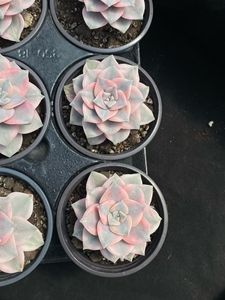 Succulentes Purple Delight Variegées de petite taille (9-10 cm) écologiques pour la décoration de la maison, des hôtels ou comme cadeau - Vente en gros - Product Image 2